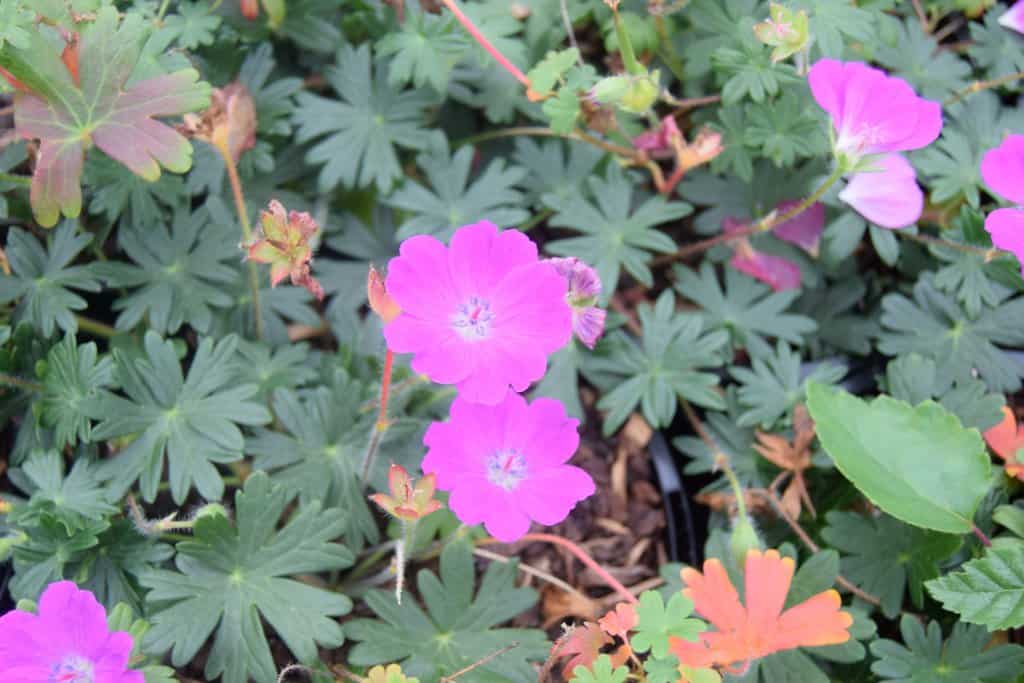 Geranium sanguineum 'Max Frei' ---